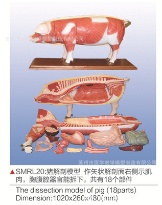 豬解剖模型在醫(yī)藥教學(xué)中的關(guān)鍵作用與應(yīng)用價(jià)值